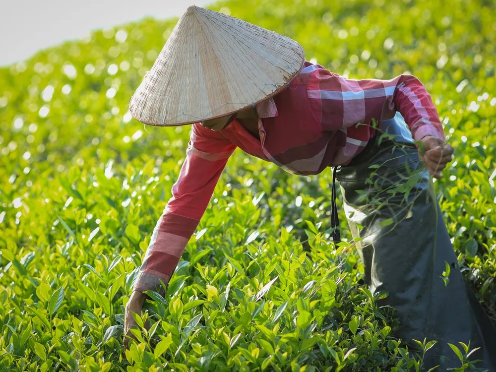 Picking tea leaves by hand in a tea field
